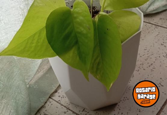 Hogar - macetas facetadas portamacetas plantines Monstera peruviana potus lemon - En Venta