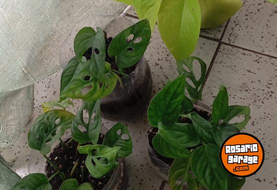 Hogar - macetas facetadas portamacetas plantines Monstera peruviana potus lemon - En Venta