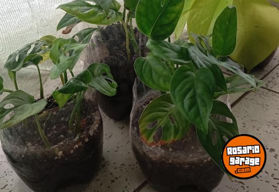 Hogar - macetas facetadas portamacetas plantines Monstera peruviana potus lemon - En Venta