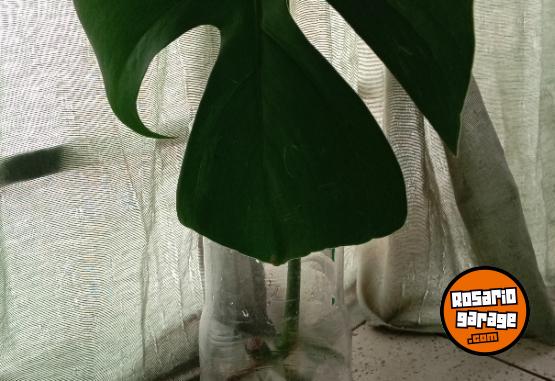 Hogar - macetas facetadas portamacetas plantines Monstera peruviana potus lemon - En Venta