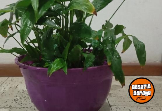 Hogar - plantas Monstera adansonii peruviana lirio de la paz - En Venta