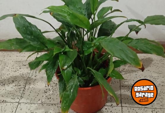 Hogar - plantas Monstera adansonii peruviana lirio de la paz - En Venta