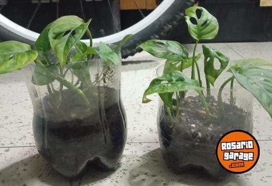 Hogar - plantas Monstera adansonii peruviana lirio de la paz - En Venta
