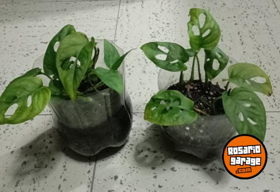 Hogar - plantas Monstera adansonii peruviana lirio de la paz - En Venta
