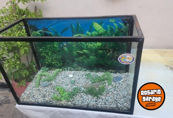 Hogar - Pecera - En Venta