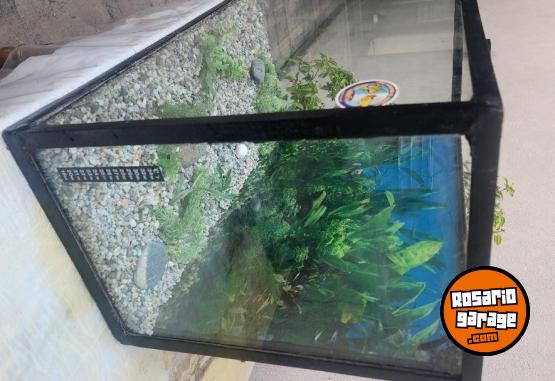 Hogar - Pecera - En Venta