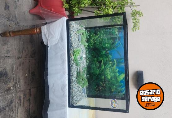 Hogar - Pecera - En Venta