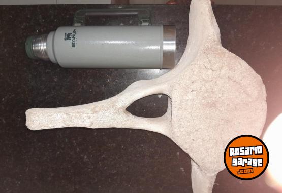 Otros - Fosil de ballena creo - En Venta