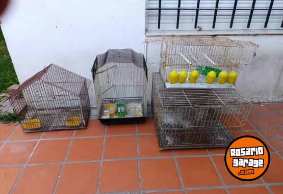 Otros - Jaulas canario conejos - En Venta