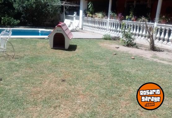 Otros - cucha de perro - En Venta