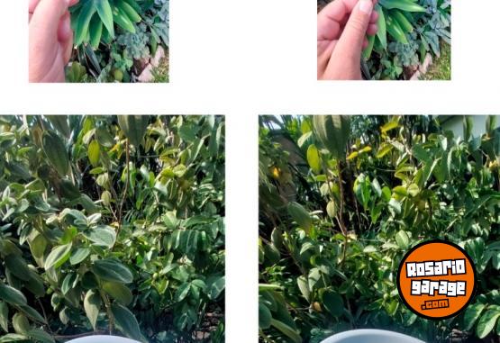 Otros - LOTE GASTRON�MICO - En Venta