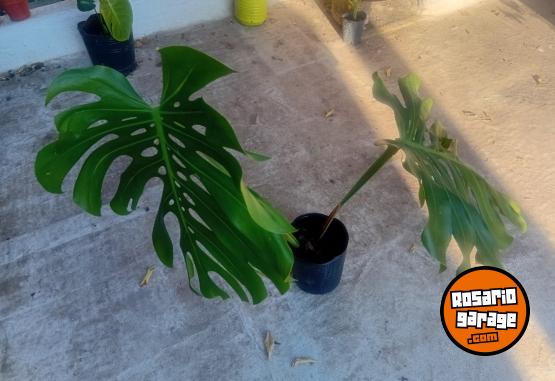 Otros - VENTA PLANTAS Y TIERRA ABONADA!! - En Venta