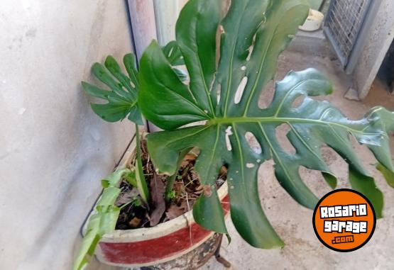 Otros - VENTA PLANTAS Y TIERRA ABONADA!! - En Venta