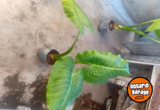 Otros - VENTA PLANTAS Y TIERRA ABONADA!! - En Venta