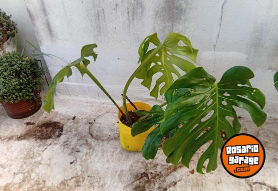 Otros - VENTA PLANTAS Y TIERRA ABONADA!! - En Venta