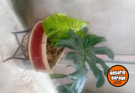 Otros - VENTA PLANTAS Y TIERRA ABONADA!! - En Venta