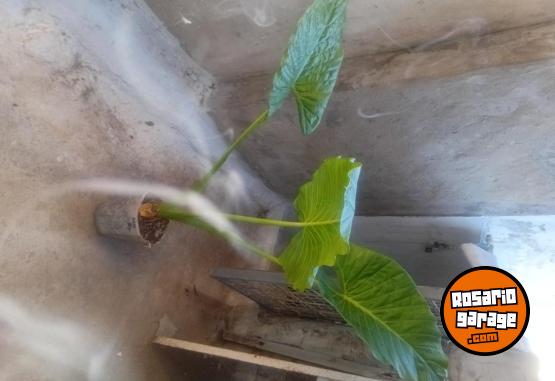 Otros - VENTA PLANTAS Y TIERRA ABONADA!! - En Venta