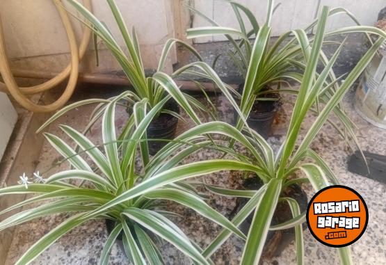 Otros - VENTA PLANTAS Y TIERRA ABONADA!! - En Venta