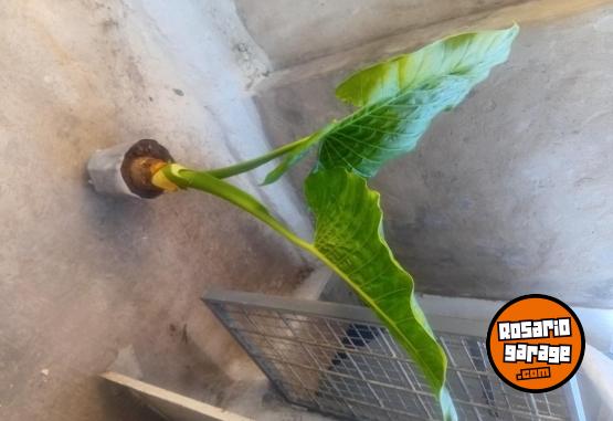 Otros - VENTA PLANTAS Y TIERRA ABONADA!! - En Venta