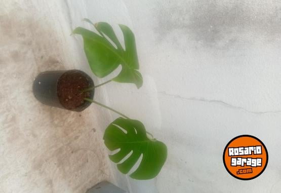 Otros - VENTA PLANTAS Y TIERRA ABONADA!! - En Venta