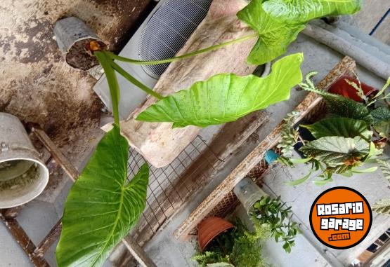 Otros - VENTA DE PLANTAS Y TIERRA!! PROMOCIONES X PASCUAS 2 X1! ENVIOS A DOMICILIO - En Venta