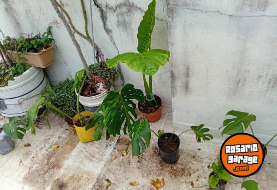 Otros - VENTA DE PLANTAS Y TIERRA!! PROMOCIONES X PASCUAS 2 X1! ENVIOS A DOMICILIO - En Venta