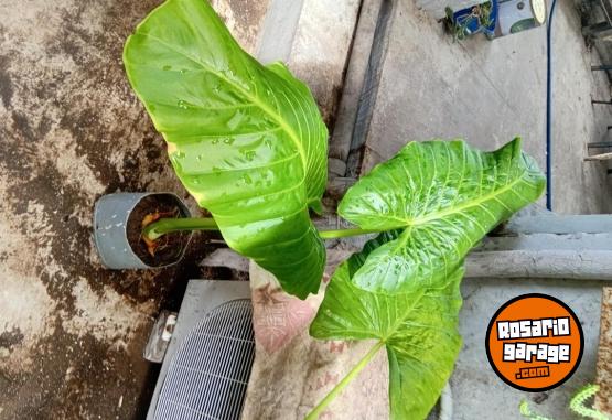 Otros - VENTA DE PLANTAS Y TIERRA!! PROMOCIONES X PASCUAS 2 X1! ENVIOS A DOMICILIO - En Venta