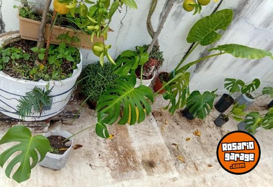 Otros - VENTA DE PLANTAS Y TIERRA!! PROMOCIONES X PASCUAS 2 X1! ENVIOS A DOMICILIO - En Venta