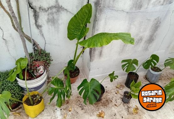 Otros - VENTA DE PLANTAS Y TIERRA!! PROMOCIONES X PASCUAS 2 X1! ENVIOS A DOMICILIO - En Venta