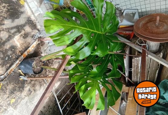 Otros - VENTA DE PLANTAS Y TIERRA!! PROMOCIONES X PASCUAS 2 X1! ENVIOS A DOMICILIO - En Venta