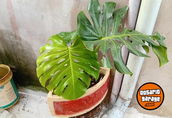 Otros - VENTA DE PLANTAS Y TIERRA!! PROMOCIONES X PASCUAS 2 X1! ENVIOS A DOMICILIO - En Venta