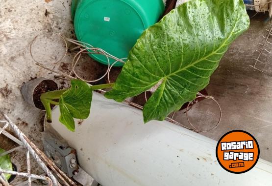 Otros - VENTA DE PLANTAS Y TIERRA!! PROMOCIONES X PASCUAS 2 X1! ENVIOS A DOMICILIO - En Venta