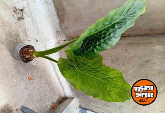 Otros - VENTA DE PLANTAS Y TIERRA!! PROMOCIONES X PASCUAS 2 X1! ENVIOS A DOMICILIO - En Venta