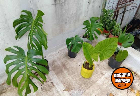 Otros - VENTA DE PLANTAS Y TIERRA!! PROMOCIONES X PASCUAS 2 X1! ENVIOS A DOMICILIO - En Venta