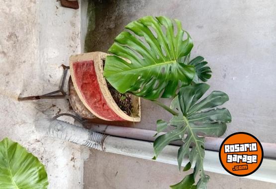 Otros - Venta de plantas de interiores y exteriores!! Orejas de elefante, costillas de adan, potus y demas!! - En Venta