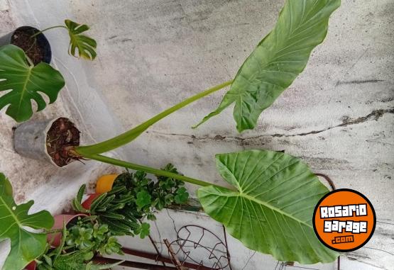 Otros - Venta de plantas de interiores y exteriores!! Orejas de elefante, costillas de adan, potus y demas!! - En Venta