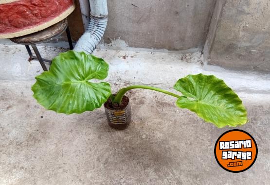 Otros - Venta de plantas de interiores y exteriores!! Orejas de elefante, costillas de adan, potus y demas!! - En Venta