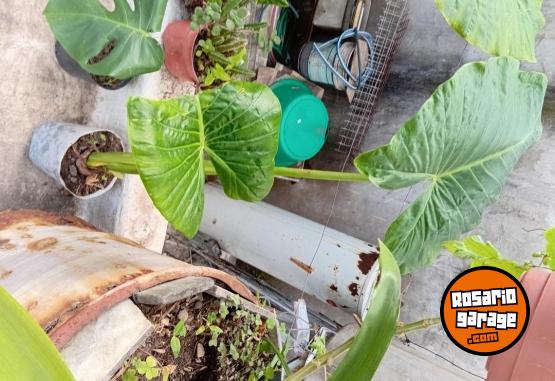 Otros - Venta de plantas de interiores y exteriores!! Orejas de elefante, costillas de adan, potus y demas!! - En Venta