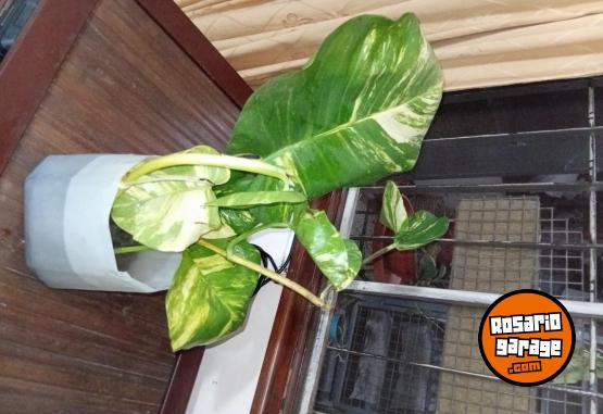 Otros - Venta de plantas de interiores y exteriores!! Orejas de elefante, costillas de adan, potus y demas!! - En Venta