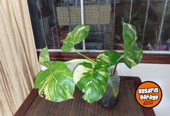 Otros - Venta de plantas de interiores y exteriores!! Orejas de elefante, costillas de adan, potus y demas!! - En Venta