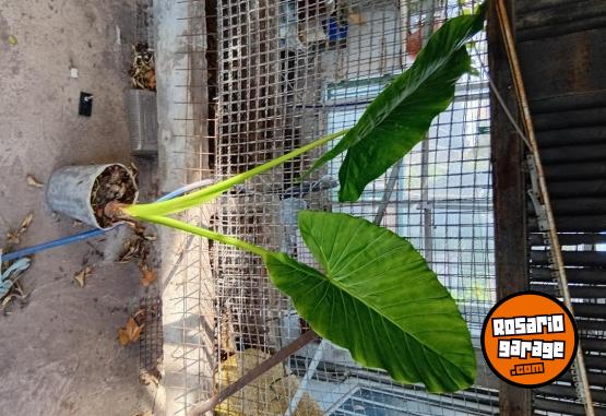 Otros - Venta de plantas de interiores y exteriores!! Orejas de elefante, costillas de adan, potus y demas!! - En Venta