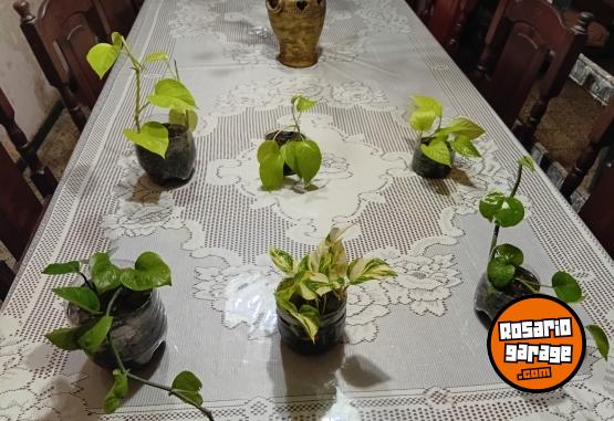 Otros - Venta de plantas de interiores y exteriores!! Orejas de elefante, costillas de adan, potus y demas!! - En Venta