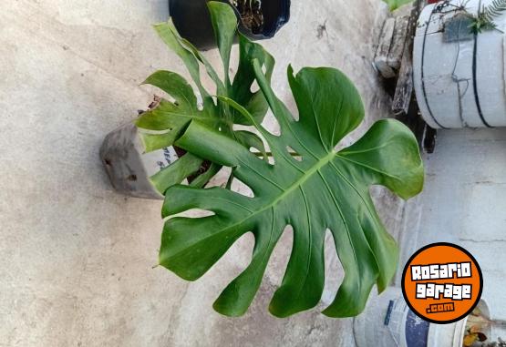 Otros - Venta de plantas de interiores y exteriores!! Orejas de elefante, costillas de adan, potus y demas!! - En Venta