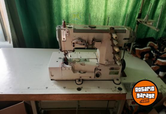 Otros - Collareta gemsy - En Venta