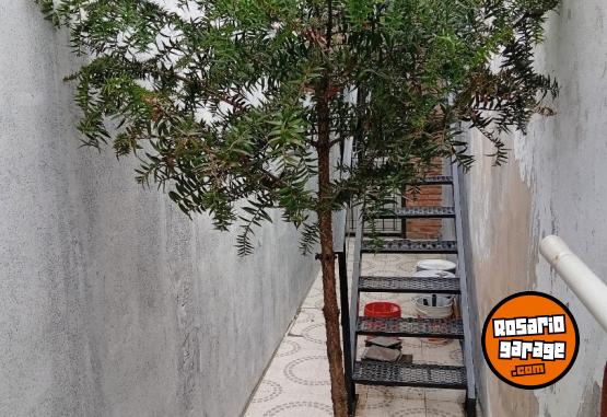 Hogar - Árbol - Araucaria - En Venta