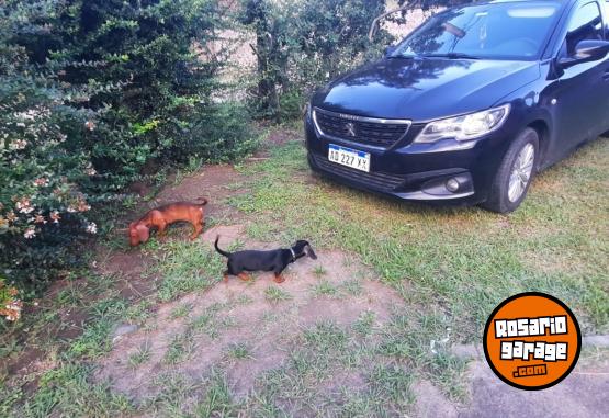 Autos - Peugeot 301 Allure HDI 2018 Diesel 191000Km - En Venta