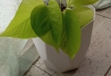 Hogar - macetas facetadas portamacetas plantines Monstera peruviana potus lemon - En Venta