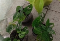 Hogar - macetas facetadas portamacetas plantines Monstera peruviana potus lemon - En Venta