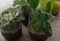 Hogar - macetas facetadas portamacetas plantines Monstera peruviana potus lemon - En Venta