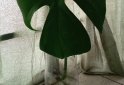 Hogar - macetas facetadas portamacetas plantines Monstera peruviana potus lemon - En Venta